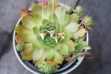 Load image into Gallery viewer, 24k Gold-Dipped Mini Shark Tooth Necklace